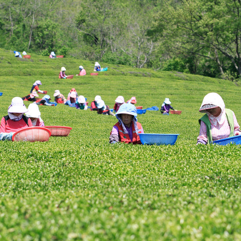 [Boseong Jeda] Organic Boseong Green Tea (Yehyang-Sejak) SET 50gx2ea